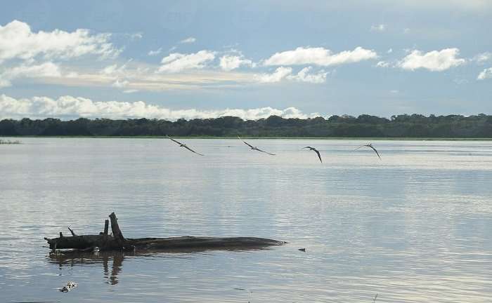 Sínodo Especial para a Amazônia será realizado em outubro de 2019