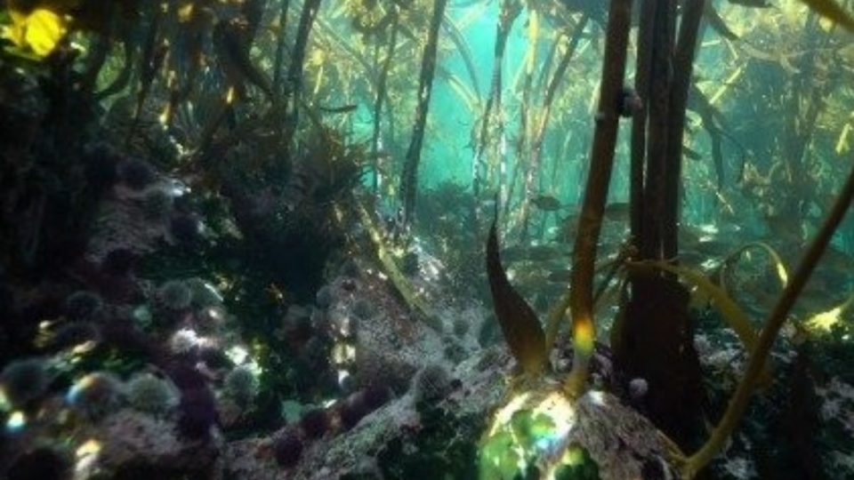 Papa convida fiéis a promover ações de 16 a 25 de maio para marcar a Semana Laudato Si’