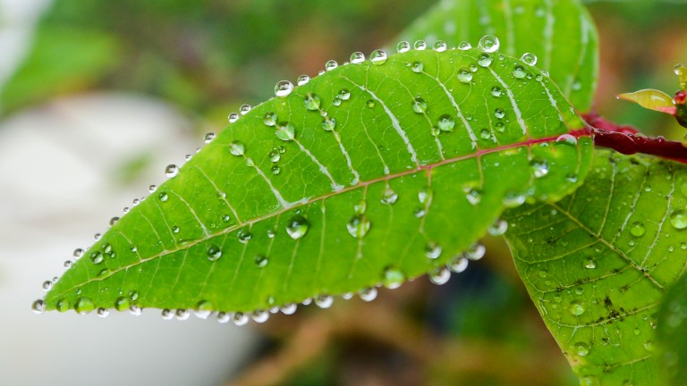 Papa anuncia Plataforma Laudato si’ no fim do ano dedicado à encíclica