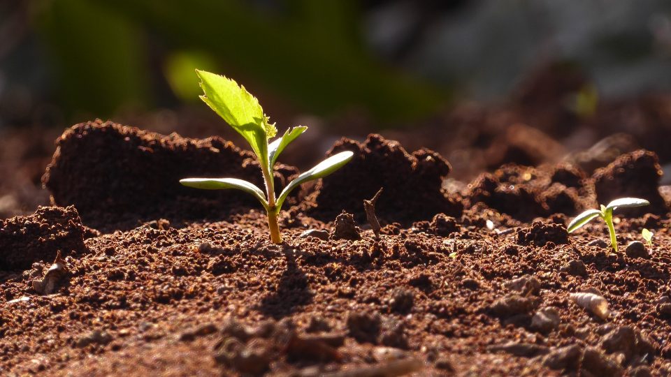 CNBB divulga mensagem por ocasião da COP 26