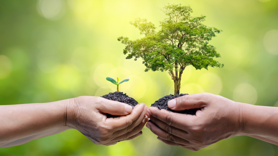 Pastoral da Ecologia Integral da Diocese de São Carlos convida fiéis para o plantio de 150 mudas de árvores